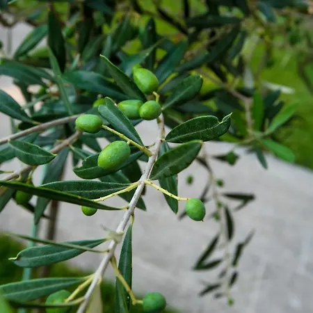 Apartmán Olive 302 *